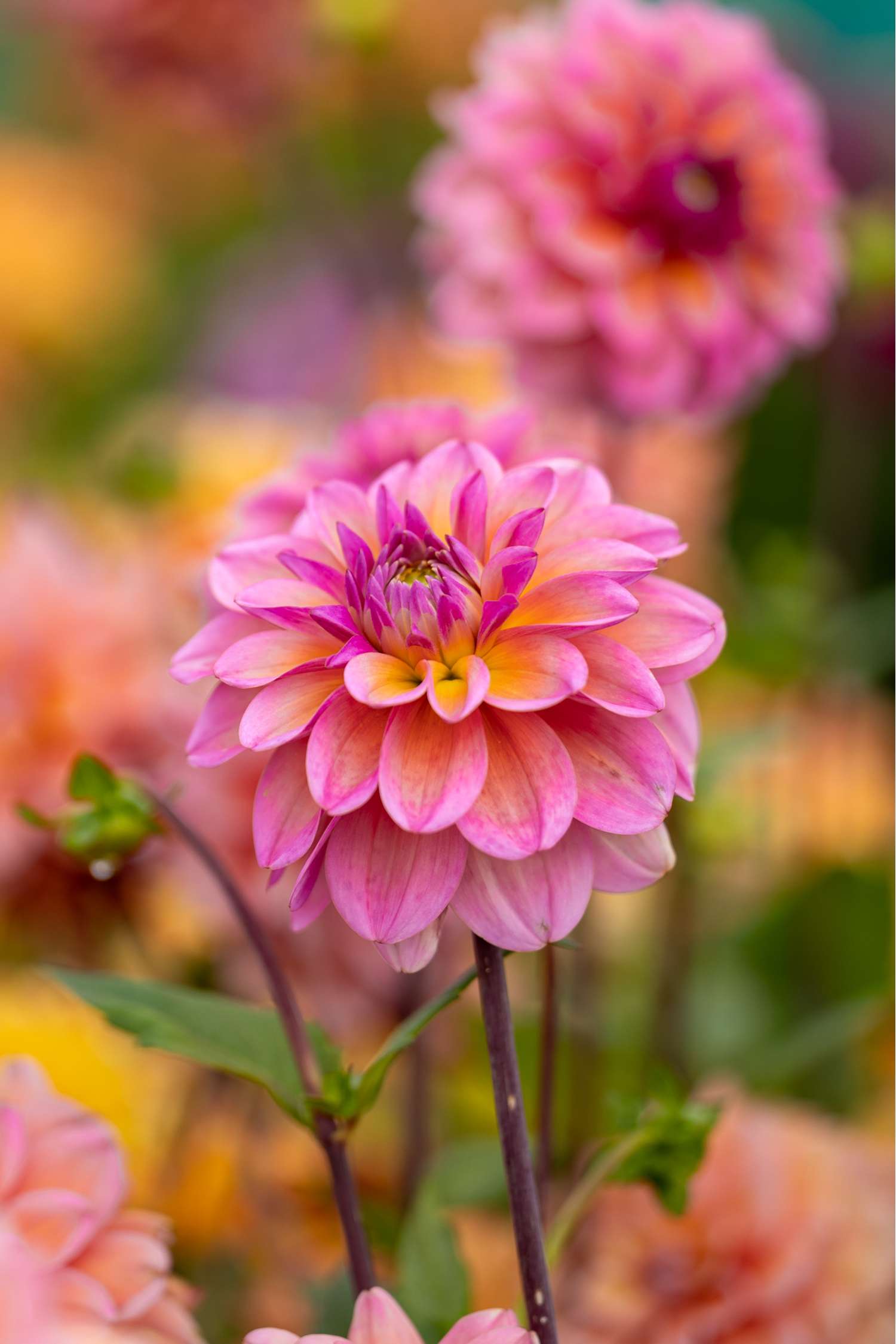 Daalia 'Great Silence'